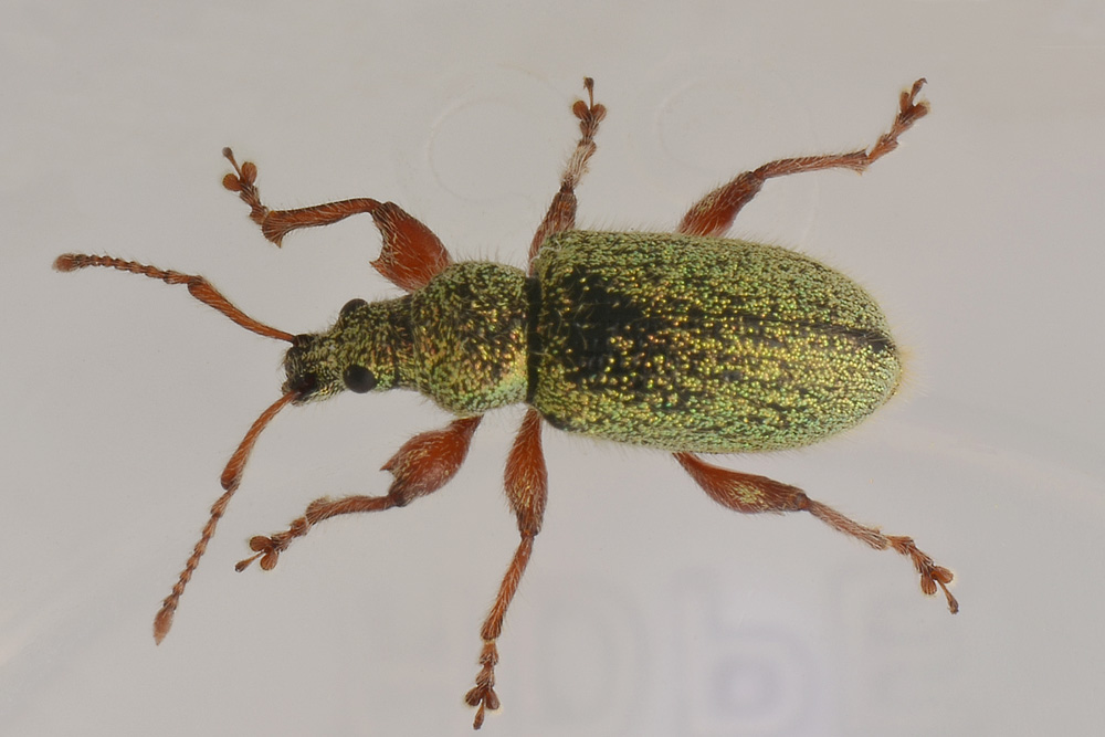 Curculionidae:  Phyllobius argentatus?  No, Phyllobius etruscus